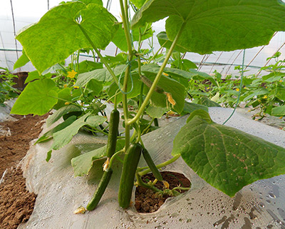 tyc1286̫������(����)���޹�˾